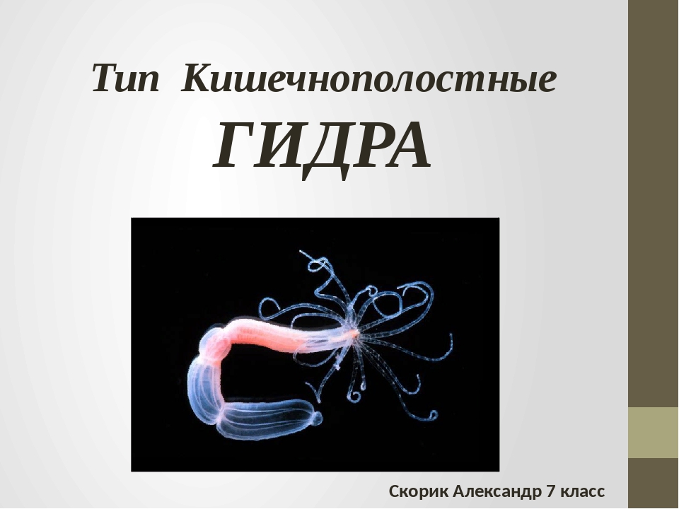 Кракен нарк